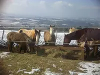 Centre Equestre et Poney-club de Chantemerle