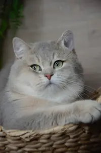 Best Cat Ever 28 - Elevage British Shorthair Loof
