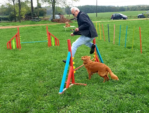 Les Chiens Sportives