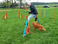 Les Chiens Sportives