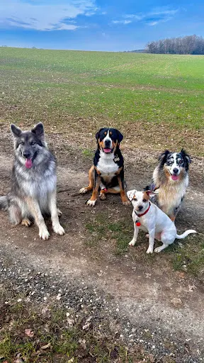 Clé en Pattes Éducateur Comportementaliste Canin