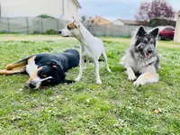 Pension Chiens les Amis de Snoopy
