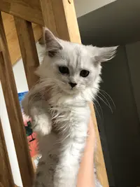 Chatterie des Lions de L’atlas