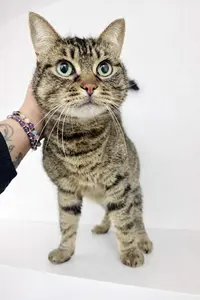 Récré Chats Hôtel