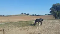 Ecurie du Petit Prince