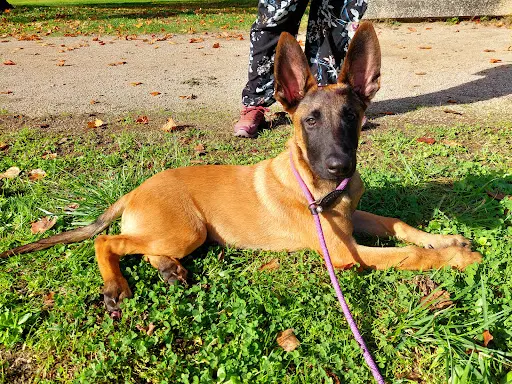 Jenny & The Dog - Educateur Canin Comportementaliste - Education, Rééducation Canine-
