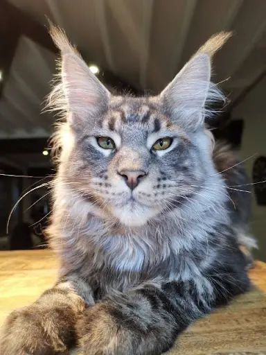 Maine Coon Chatterie du Val de Lorien