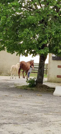 Cabinet Vétérinaire Equin - Haras de la Garde