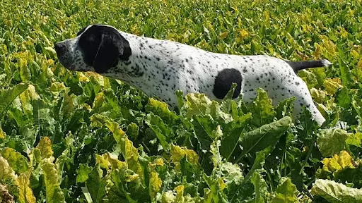 Élevage Canin de Braque d'Auvergne des Hauts de Rouillac