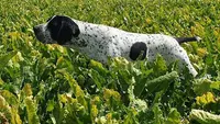 Élevage Canin de Braque d'Auvergne des Hauts de Rouillac