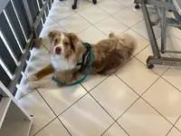 Bulles Dog