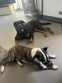 Hugodogs