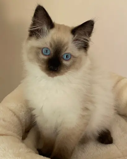 Chatterie des Ragma - Élevage de Ragdoll