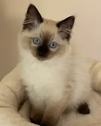 Chatterie des Ragma - Élevage de Ragdoll
