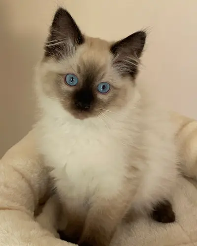 Chatterie des Ragma - Élevage de Ragdoll