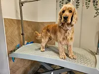Pet S Paradise