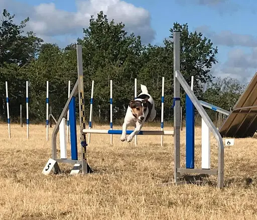 Help Agility
