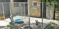 Dogs "r" Zen