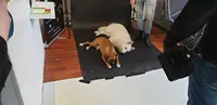 Au Canin Malin