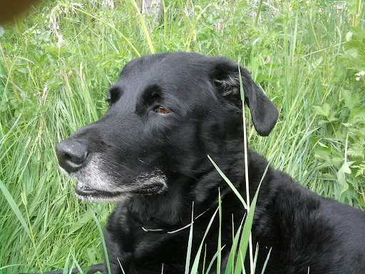 Man&dog