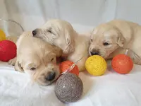 Élevage du Fond de la Noye - Golden et Labrador Retriever