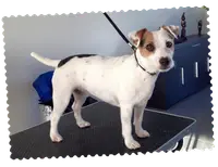 Kitadog 35 - Toilettage Canins et Félins À Domicile