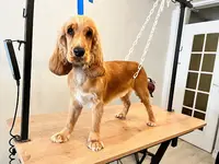 Labra Bulle