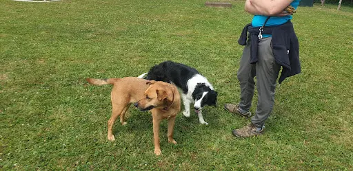 A Free Dog Educateur Canin Comportementaliste Canin