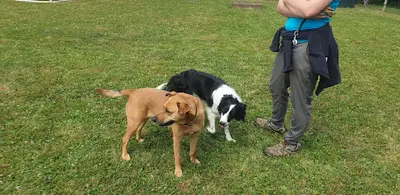 A Free Dog Educateur Canin Comportementaliste Canin