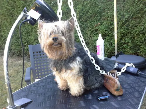 Baby Dog