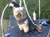 Baby Dog