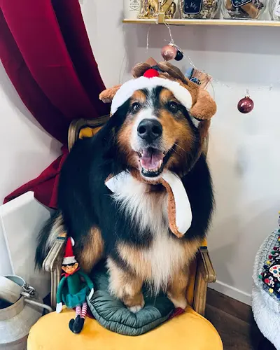 Dogs Bae