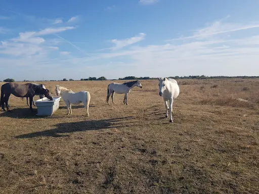 Élevage d'Argan Poneys Connemara Welsh Pfs