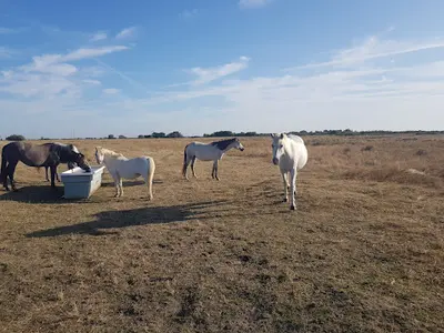 Élevage d'Argan Poneys Connemara Welsh Pfs