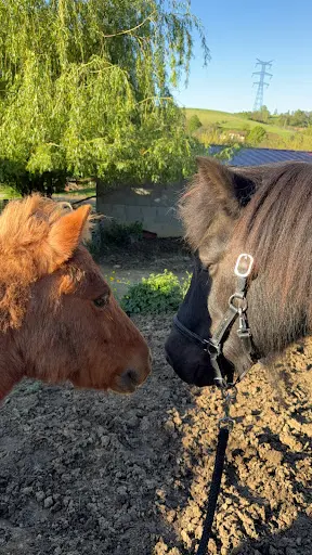 Centre Equestre des Oures