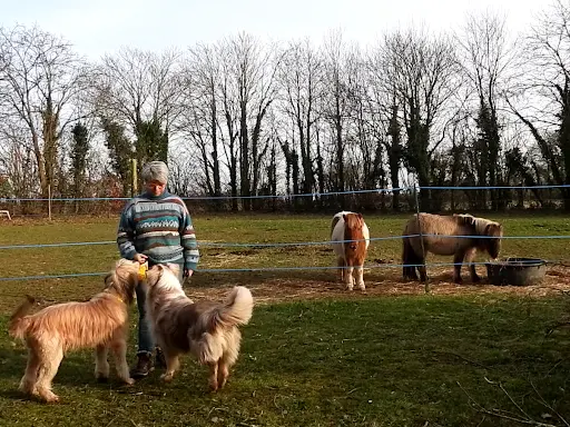 Education Canine - Fab et les Chiens