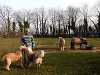 Education Canine - Fab et les Chiens