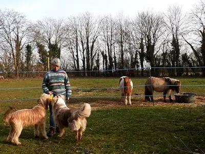 Education Canine - Fab et les Chiens