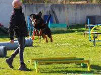 Éducation Canine - Châteauneuf en Thymerais