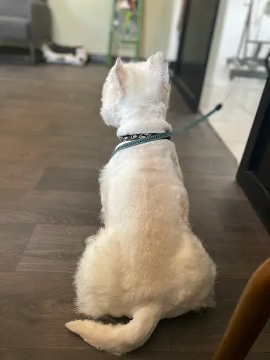 Elodog Toilettage