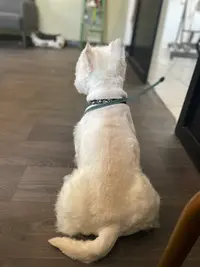Elodog Toilettage