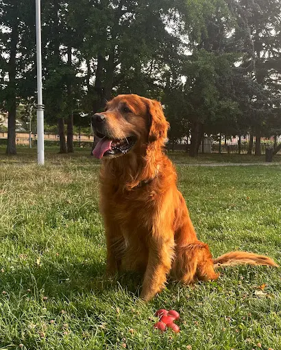 Elevage Golden Retriever - les Bruyères de Servière