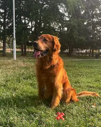 Elevage Golden Retriever - les Bruyères de Servière