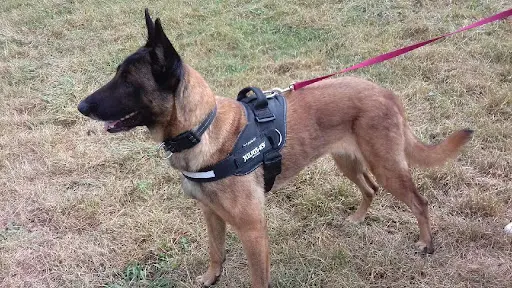 Ab Chien - Educateur Comportementaliste Canin