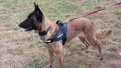 Ab Chien - Educateur Comportementaliste Canin