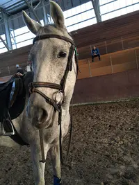Ecurie du Pandore