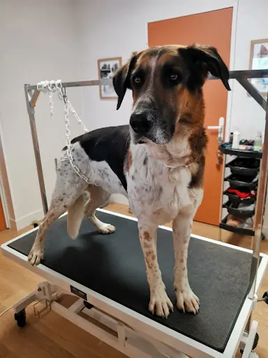 Chien Beauté