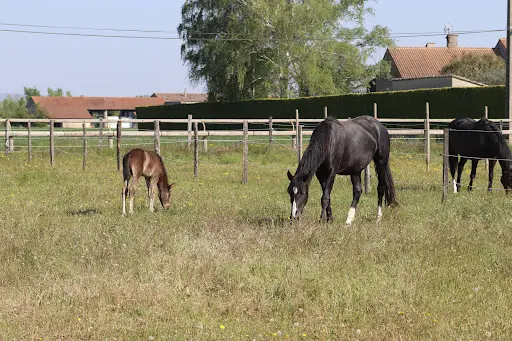 Haras du Lion Drôme