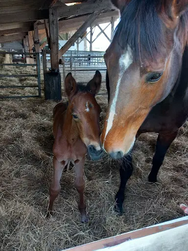 Au Bel Equi Libre