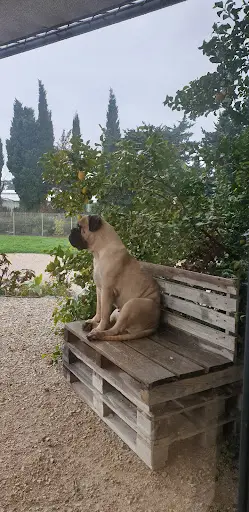 Les Bullmastiffs du Temps des Paluns